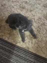 Lost Female Dog last seen LaC, Albuquerque, NM 87111