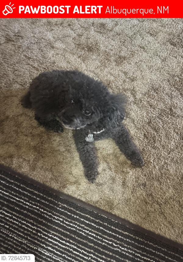 Lost Female Dog last seen LaC, Albuquerque, NM 87111