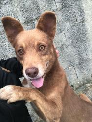 Lost Male Dog last seen Rua Santa Clara n73, Mogi das Cruzes, SP 