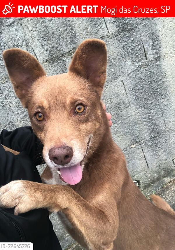 Lost Male Dog last seen Rua Santa Clara n73, Mogi das Cruzes, SP 