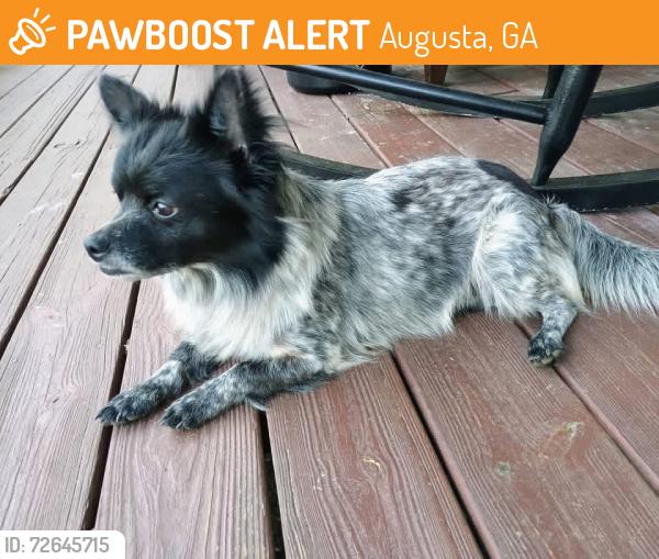 Found/Stray Male Dog last seen Mt. Auburn St., Augusta, GA 30904