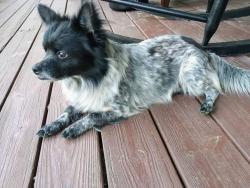 Found/Stray Male Dog last seen Mt. Auburn St., Augusta, GA 30904