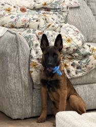 Lost Male Dog last seen Camp creek , Mount Hope, WV 25880
