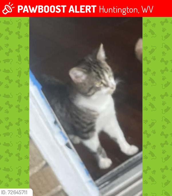 Lost Male Cat last seen Close to the dollar tree on 1st street , Huntington, WV 25701
