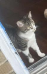 Lost Male Cat last seen Close to the dollar tree on 1st street , Huntington, WV 25701