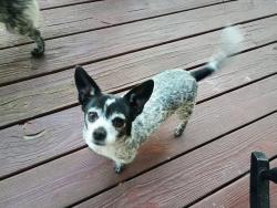 Found/Stray Female Dog last seen Mt. Auburn St. and Monte Sano, Augusta, GA 30904