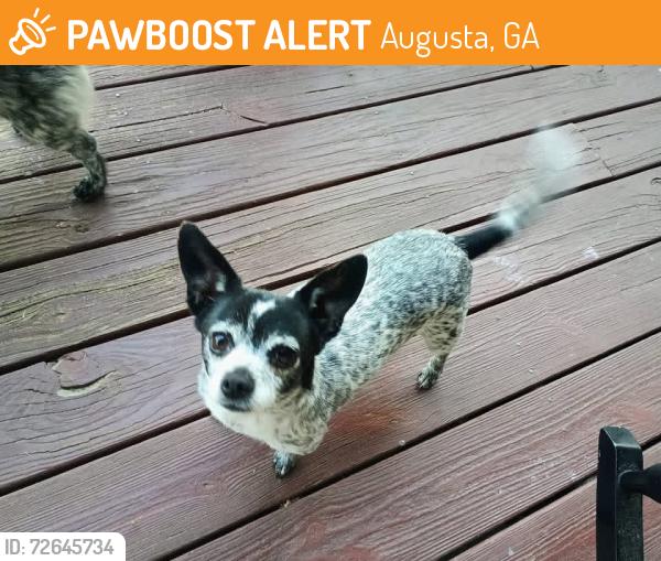 Found/Stray Female Dog last seen Mt. Auburn St. and Monte Sano, Augusta, GA 30904