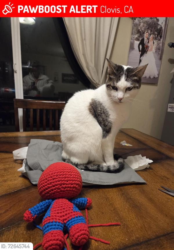 Lost Female Cat last seen Fowler and Bullard Ave , Clovis, CA 93612