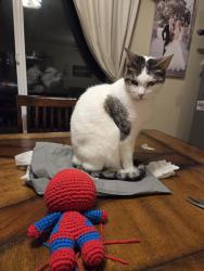 Lost Female Cat last seen Fowler and Bullard Ave , Clovis, CA 93612