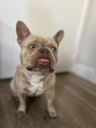 Lost Male Dog last seen Venice and Delmas , Los Angeles, CA 90034