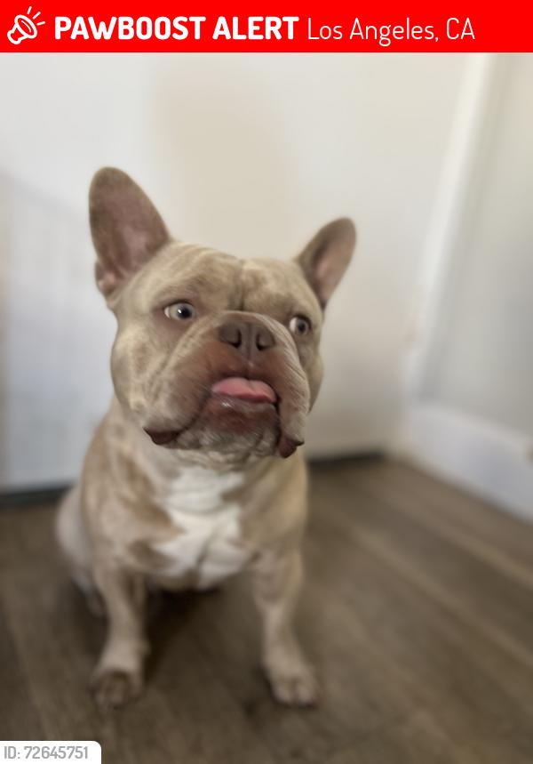 Lost Male Dog last seen Venice and Delmas , Los Angeles, CA 90034