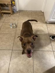 Found/Stray Unknown Dog last seen Triplet lake drive , Casselberry, FL 32707