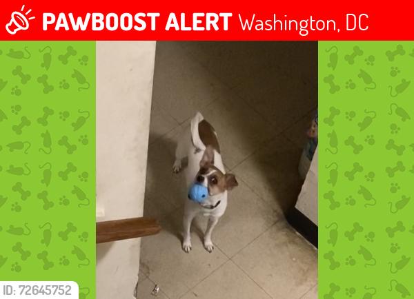 Lost Female Dog last seen Emmanuel baptist church, Washington, DC 20020