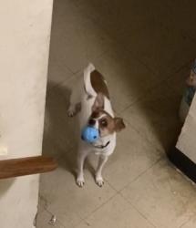 Lost Female Dog last seen Emmanuel baptist church, Washington, DC 20020