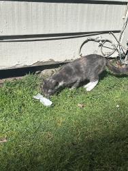 Found/Stray Female Cat last seen Near Crosswood apmts and Best Western. On Millrace Drive and Moss Street. Lives in a cracked apmt foundation next to the Mill Race Creek., Eugene, OR 97403