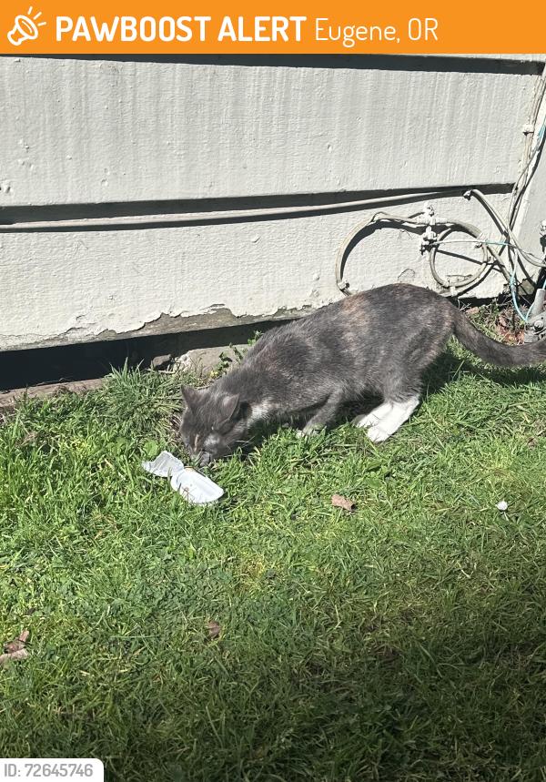 Found/Stray Female Cat last seen Near Crosswood apmts and Best Western. On Millrace Drive and Moss Street. Lives in a cracked apmt foundation next to the Mill Race Creek., Eugene, OR 97403