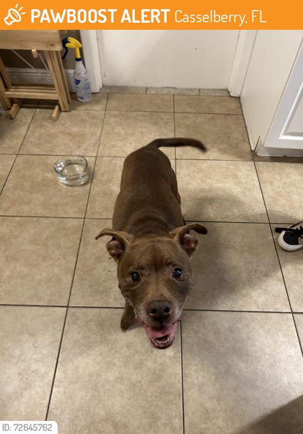 Found/Stray Unknown Dog last seen Triplet lake drive , Casselberry, FL 32707