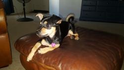 Lost Female Dog last seen 79th Dr and Cholla, Peoria, AZ 85345