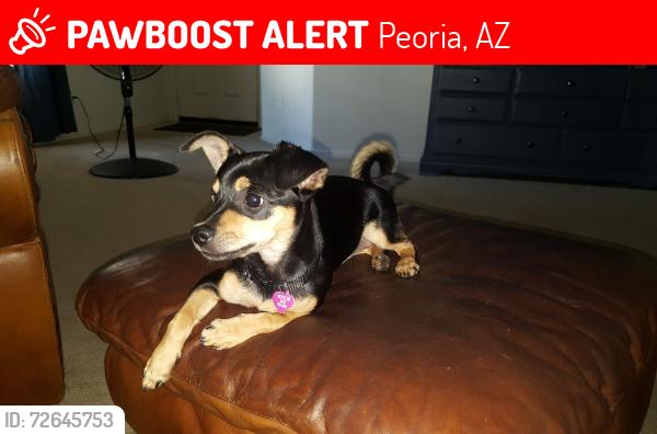 Lost Female Dog last seen 79th Dr and Cholla, Peoria, AZ 85345