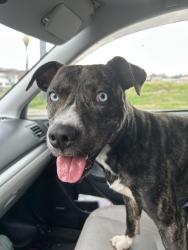 Found/Stray Male Dog last seen Sleepyhead Coffee, Chattanooga, TN 37404