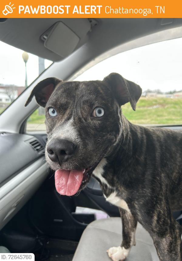 Found/Stray Male Dog last seen Sleepyhead Coffee, Chattanooga, TN 37404