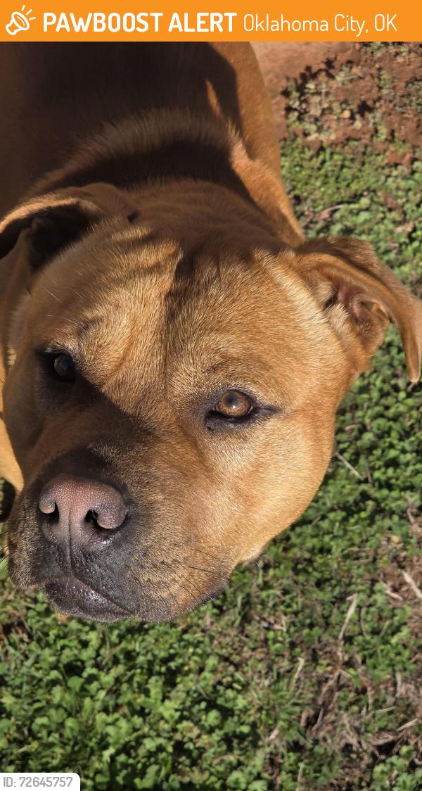 Found/Stray Male Dog last seen S bryant and Parker Drive, Oklahoma City, OK 73129