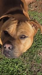 Found/Stray Male Dog last seen S bryant and Parker Drive, Oklahoma City, OK 73129