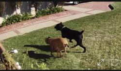 Lost Unknown Dog last seen Juanita & sedalia, La Verne, CA 91773