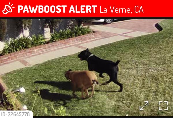 Lost Unknown Dog last seen Juanita & sedalia, La Verne, CA 91773