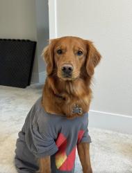 Lost Male Dog last seen Leddy Ave , Santa Rosa, CA 95407