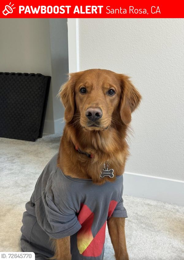 Lost Male Dog last seen Leddy Ave , Santa Rosa, CA 95407
