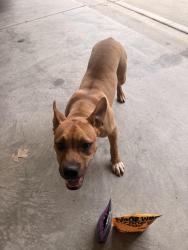Found/Stray Female Dog last seen Prosperity Church Road and Eastfield Rd, Lancaster County, SC 29720