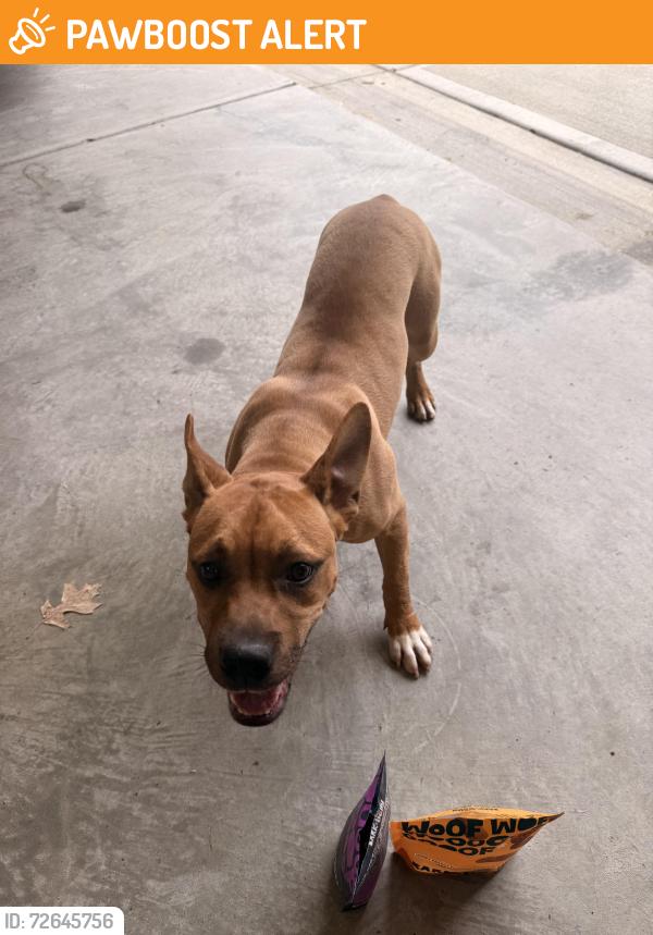 Found/Stray Female Dog last seen Prosperity Church Road and Eastfield Rd, Lancaster County, SC 29720