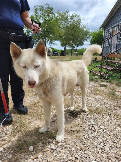 Shelter Stray Male Dog last seen , San Antonio, TX 78227