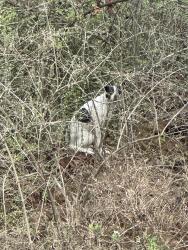 Found/Stray Unknown Dog last seen Greenway , Lenoir City, TN 37772