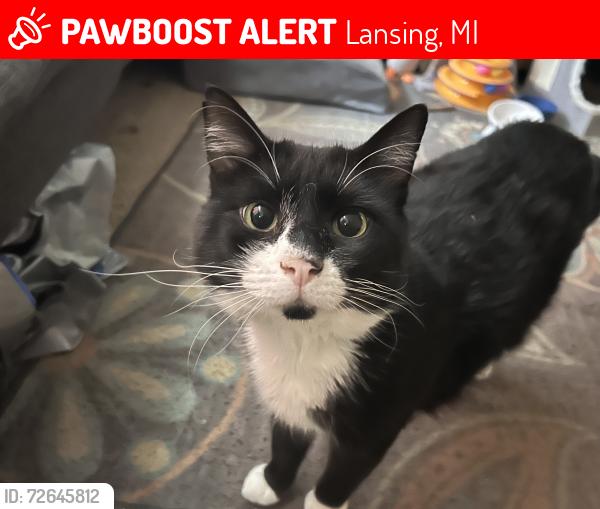 Lost Male Cat last seen Custer ave , Lansing, MI 48912