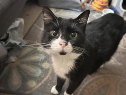 Lost Male Cat last seen Custer ave , Lansing, MI 48912