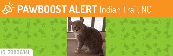 Found/Stray Unknown Cat last seen Grace Ct. and Conifer Circle in Lake Park, NC, Indian Trail, NC 28079