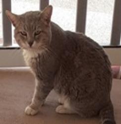 Found/Stray Unknown Cat last seen Grace Ct. and Conifer Circle in Lake Park, NC, Indian Trail, NC 28079