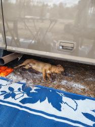Found/Stray Male Dog last seen Cousintown rd , Interlachen, FL 32148