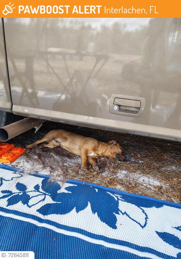 Found/Stray Male Dog last seen Cousintown rd , Interlachen, FL 32148
