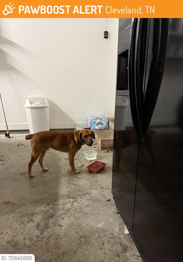 Found/Stray Male Dog last seen Hunt Road, Cleveland, TN 37323