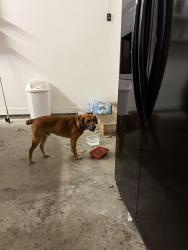 Found/Stray Male Dog last seen Hunt Road, Cleveland, TN 37323