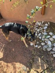 Found/Stray Male Dog last seen Lafayette and Mackland, Albuquerque, NM 87106
