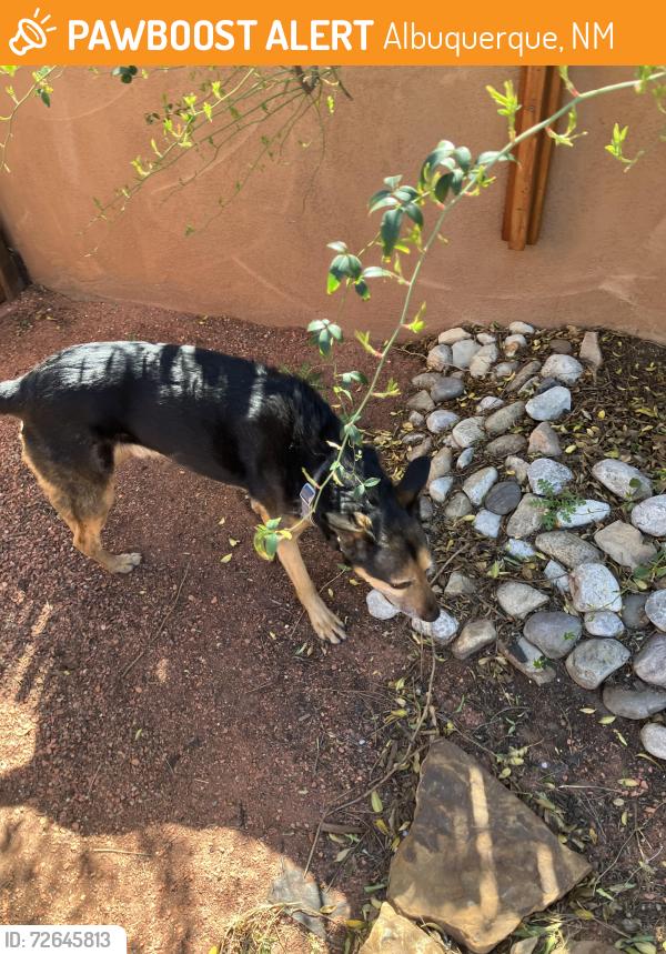 Found/Stray Male Dog last seen Lafayette and Mackland, Albuquerque, NM 87106