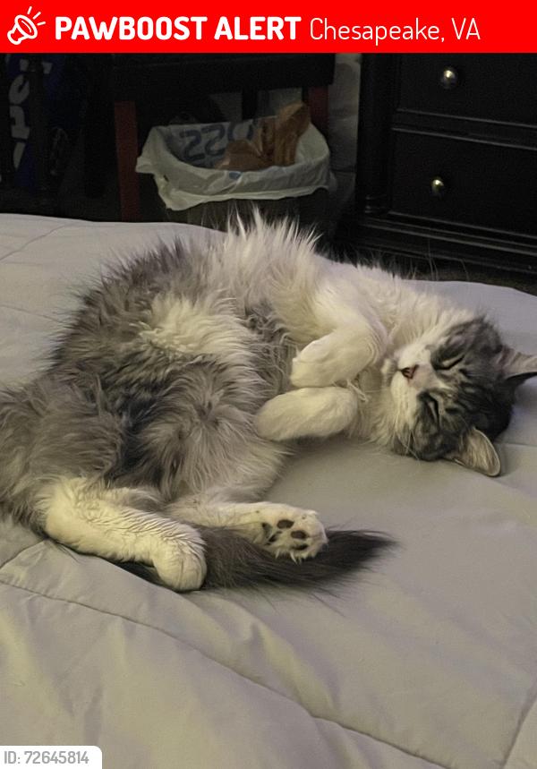 Lost Male Cat last seen Trail bend Dr and big game way, Chesapeake, VA 23321