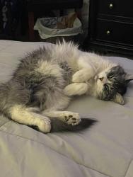 Lost Male Cat last seen Trail bend Dr and big game way, Chesapeake, VA 23321