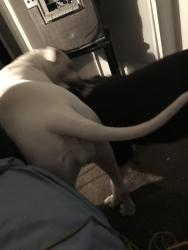 Lost Female Dog last seen Oak and wison, Louisville, KY 40203