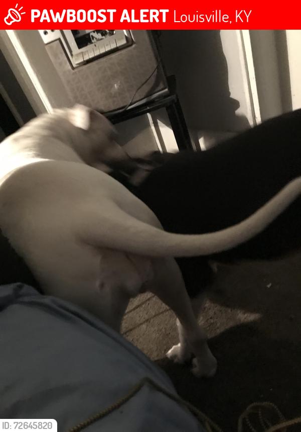 Lost Female Dog last seen Oak and wison, Louisville, KY 40203