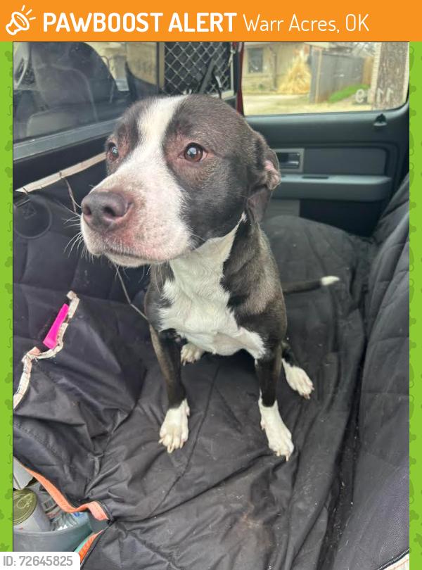 Found/Stray Female Dog last seen Near NW 64th St, Warr Acres, OK 73132